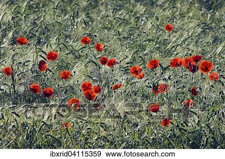 Stock Photo - Common Poppies (Papaver rhoeas) in a cornfield, North Rhine-Westphalia, Germany, Europe. Fotosearch