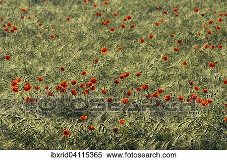 Common Poppies (Papaver rhoeas) in a cornfield, North Rhine-Westphalia, Germany, Europe View Large Photo Image Stock Photography - Common Poppies (Papaver rhoeas) in a cornfield, North Rhine-Westphalia, Germany, Europe. Fotosearch
