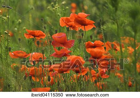 Common Poppies (Papaver rhoeas), North Rhine-Westphalia, Germany, Europe View Large Photo Image Stock Image - Common Poppies (Papaver rhoeas), North Rhine-Westphalia, Germany, Europe. Fotosearch
