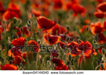 Stock Image - Common poppies (Papaver rhoeas), Southern Palatinate, Palatinate, Rhineland-Palatinate, Germany, Europe. Fotosearch