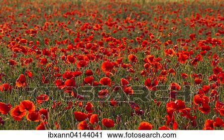 Common poppies (Papaver rhoeas), Southern Palatinate, Palatinate, Rhineland-Palatinate, Germany, Europe View Large Photo Image Stock Image - Common poppies (Papaver rhoeas), Southern Palatinate, Palatinate, Rhineland-Palatinate, Germany, Europe. Fotosearch
