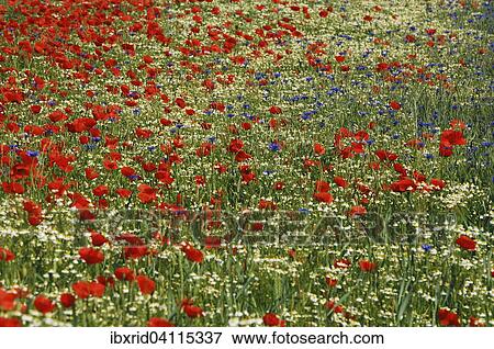 Stock Photo - Common Poppies (Papaver rhoeas), Cornflowers (Centaurea cyanus) and Chamomile (Matricaria chamomilla), North Rhine-Westphalia, Germany, Europe. Fotosearch