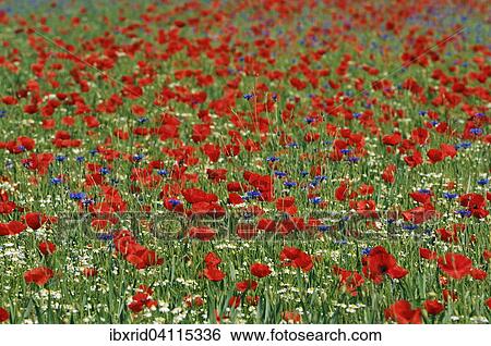 Common Poppies (Papaver rhoeas), Cornflowers (Centaurea cyanus) and Chamomile (Matricaria chamomilla), North Rhine-Westphalia, Germany, Europe View Large Photo Image Stock Photograph - Common Poppies (Papaver rhoeas), Cornflowers (Centaurea cyanus) and Chamomile (Matricaria chamomilla), North Rhine-Westphalia, Germany, Europe. Fotosearch
