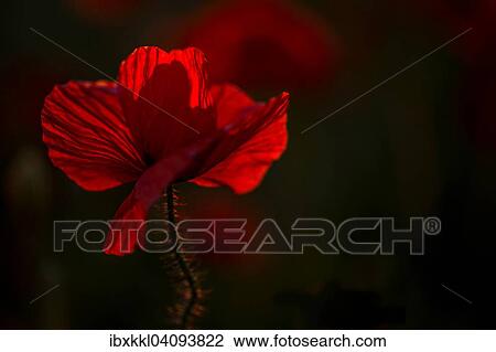 Stock Image - Common Poppy or Corn Poppy (Papaver rhoeas), backlit flower, Unterallgau district, Bavaria, Germany, Europe. Fotosearch