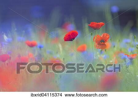 Common Poppy (Papaver rhoeas), North Rhine-Westphalia, Germany, Europe View Large Photo Image Picture - Common Poppy (Papaver rhoeas), North Rhine-Westphalia, Germany, Europe. Fotosearch