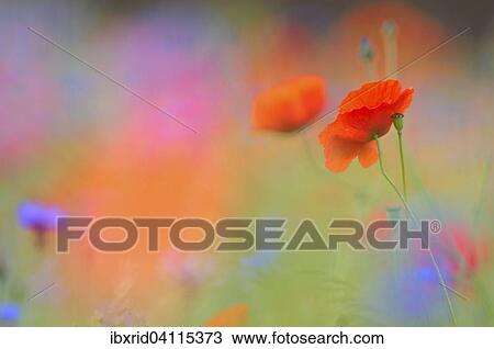 Common Poppy (Papaver rhoeas), North Rhine-Westphalia, Germany, Europe View Large Photo Image Stock Image - Common Poppy (Papaver rhoeas), North Rhine-Westphalia, Germany, Europe. Fotosearch