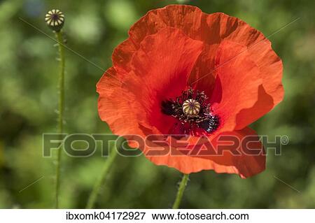 Common poppy (Papaver rhoeas), Baden-Wurttemberg, Germany, Europe View Large Photo Image Stock Photo - Common poppy (Papaver rhoeas), Baden-Wurttemberg, Germany, Europe. Fotosearch