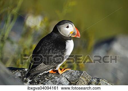 Common Puffin or Atlantic Puffin (Fratercula arctica), Runde, Norway, Europe View Large Photo Image Stock Image - Common Puffin or Atlantic Puffin (Fratercula arctica), Runde, Norway, Europe. Fotosearch