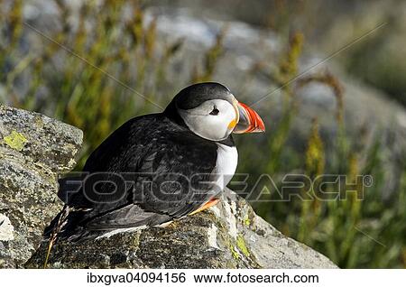Stock Photograph - Common Puffin or Atlantic Puffin (Fratercula arctica), Runde, Norway, Europe. Fotosearch