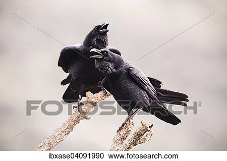 Stock Image - Common Raven (Corvus corax), adult pair perched on branches calling, Extremadura, Spain, Europe. Fotosearch