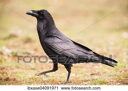 Stock Image - Common Raven (Corvus corax), adult walking on ground, Extremadura, Spain, Europe. Fotosearch