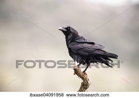 Stock Photo - Common Raven (Corvus corax), adult perched on branch, Extremadura, Spain, Europe. Fotosearch