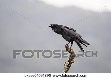 Stock Photography - Common Raven (Corvus corax), adult perched on branch calling, Extremadura, Spain, Europe. Fotosearch
