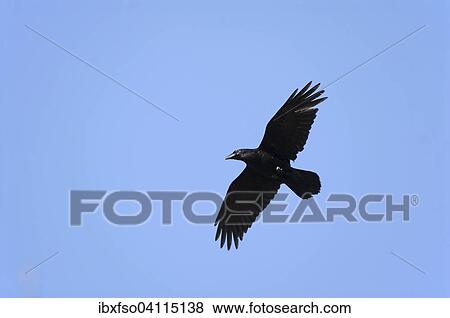 Common raven (Corvus corax) in flight, Lower Saxony, Germany, Europe View Large Photo Image Stock Photo - Common raven (Corvus corax) in flight, Lower Saxony, Germany, Europe. Fotosearch