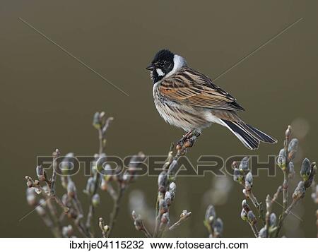 Common Reed Bunting (Emberiza schoeniclus), Texel, North Holland, The Netherlands, Europe View Large Photo Image Stock Image - Common Reed Bunting (Emberiza schoeniclus), Texel, North Holland, The Netherlands, Europe. Fotosearch
