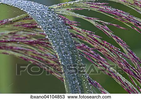 Stock Image - Common Reed (Phragmites australis), blossom, Burgenland, Austria, Europe. Fotosearch