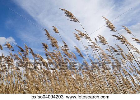 Common Reed (Phragmites australis, Phragmites communis) against a blue sky with cirrostratus clouds, Heerter See Nature Reserve, Lower Saxony, Germany, Europe View Large Photo Image Stock Image - Common Reed (Phragmites australis, Phragmites communis) against a blue sky with cirrostratus clouds, Heerter See Nature Reserve, Lower Saxony, Germany, Europe. Fotosearch