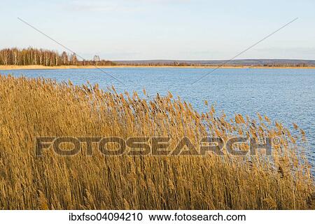 Common Reed (Phragmites australis, Phragmites communis) and an expanse of water, Heerter See Nature Reserve, Lower Saxony, Germany, Europe View Large Photo Image Stock Image - Common Reed (Phragmites australis, Phragmites communis) and an expanse of water, Heerter See Nature Reserve, Lower Saxony, Germany, Europe. Fotosearch