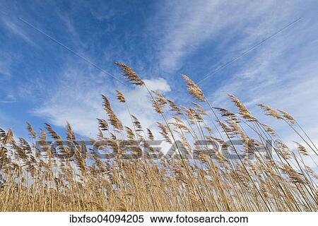 Common Reed (Phragmites australis, Phragmites communis) against a blue sky with cirrostratus clouds, Heerter See Nature Reserve, Lower Saxony, Germany, Europe View Large Photo Image Stock Photography - Common Reed (Phragmites australis, Phragmites communis) against a blue sky with cirrostratus clouds, Heerter See Nature Reserve, Lower Saxony, Germany, Europe. Fotosearch