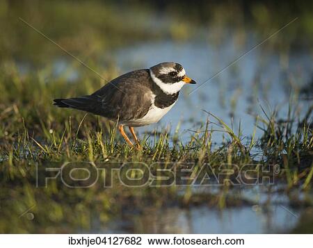 Stock Image - Common Ringed Plover (Charadrius hiaticula), Texel, Province of North Holland, The Netherlands, Europe. Fotosearch