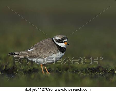 Common Ringed Plover (Charadrius hiaticula), Texel, Province of North Holland, The Netherlands, Europe View Large Photo Image Stock Image - Common Ringed Plover (Charadrius hiaticula), Texel, Province of North Holland, The Netherlands, Europe. Fotosearch