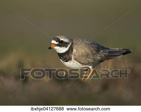 Stock Photo - Common Ringed Plover (Charadrius hiaticula), Texel, Province of North Holland, The Netherlands, Europe. Fotosearch