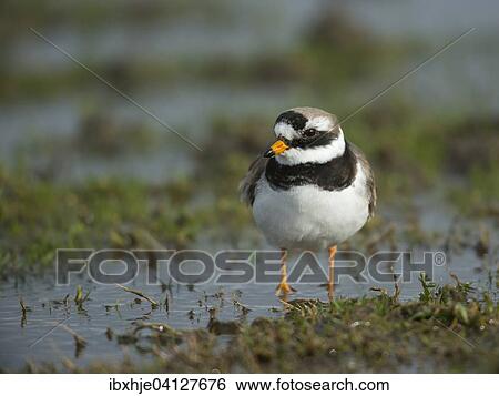 Stock Photograph - Common Ringed Plover (Charadrius hiaticula), Texel, Province of North Holland, The Netherlands, Europe. Fotosearch