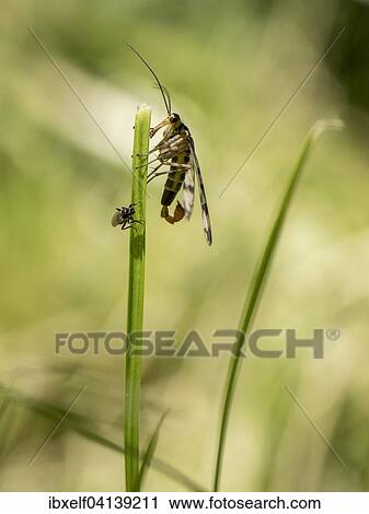 Common Scorpionfly (Panorpa communis), male, Saxony-Anhalt, Germany, Europe View Large Photo Image Stock Image - Common Scorpionfly (Panorpa communis), male, Saxony-Anhalt, Germany, Europe. Fotosearch