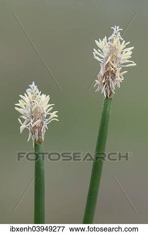 Common Spike-rush (Eleocharis palustris), Emsland, Lower Saxony, Germany, Europe View Large Photo Image Stock Photo - Common Spike-rush (Eleocharis palustris), Emsland, Lower Saxony, Germany, Europe. Fotosearch