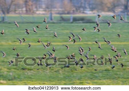 Common Starlings (Sturnus vulgaris), flock flying over a meadow, Thuringia, Germany, Europe View Large Photo Image Stock Image - Common Starlings (Sturnus vulgaris), flock flying over a meadow, Thuringia, Germany, Europe. Fotosearch
