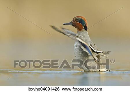 Common Teal (Anas crecca) flapping its wings, Hesse, Germany, Europe View Large Photo Image Stock Photograph - Common Teal (Anas crecca) flapping its wings, Hesse, Germany, Europe. Fotosearch