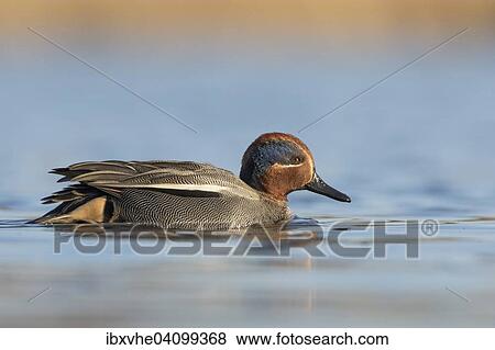 Stock Photo - Common Teal (Anas crecca) swimming, Hesse, Germany, Europe. Fotosearch