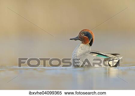 Stock Photography - Common Teal (Anas crecca) swimming, Hesse, Germany, Europe. Fotosearch