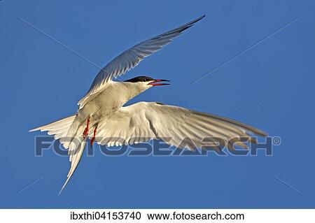 Stock Image - Common tern (Sterna hirundo) in flight, Texel, Netherlands. Fotosearch