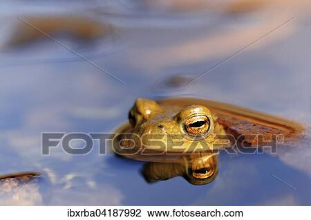 Common toad (Bufo bufo) reflected in water, portrait, North Rhine-Westphalia, Germany, Europe View Large Photo Image Stock Image - Common toad (Bufo bufo) reflected in water, portrait, North Rhine-Westphalia, Germany, Europe. Fotosearch