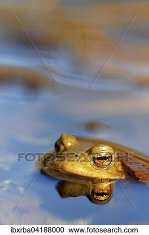 Stock Image - Common toad (Bufo bufo) reflected in water, portrait, North Rhine-Westphalia, Germany, Europe. Fotosearch
