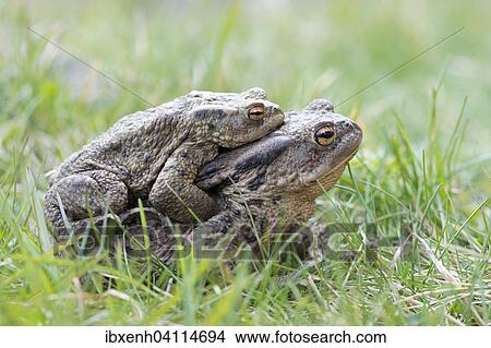 Common toads (Bufo bufo), migrating, Ruegen, Mecklenburg-Western Pomerania, Germany, Europe View Large Photo Image Picture - Common toads (Bufo bufo), migrating, Ruegen, Mecklenburg-Western Pomerania, Germany, Europe. Fotosearch