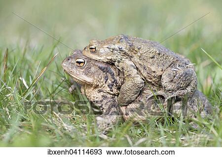 Common toads (Bufo bufo), migrating, Ruegen, Mecklenburg-Western Pomerania, Germany, Europe View Large Photo Image Stock Image - Common toads (Bufo bufo), migrating, Ruegen, Mecklenburg-Western Pomerania, Germany, Europe. Fotosearch