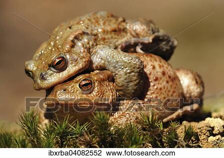Common Toads or European Toads (Bufo bufo), pair mating, during the spring migration, North Rhine-Westphalia, Germany, Europe View Large Photo Image Stock Image - Common Toads or European Toads (Bufo bufo), pair mating, during the spring migration, North Rhine-Westphalia, Germany, Europe. Fotosearch