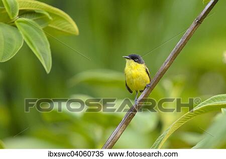 Stock Photography - Common Tody-Flycatcher (Todirostrum cinereum) perched on a branch, Alajuela Province, Costa Rica, North America. Fotosearch