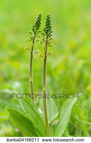 Common Twayblade (Listera ovata), North Rhine-Westphalia, Germany, Europe View Large Photo Image Stock Image - Common Twayblade (Listera ovata), North Rhine-Westphalia, Germany, Europe. Fotosearch