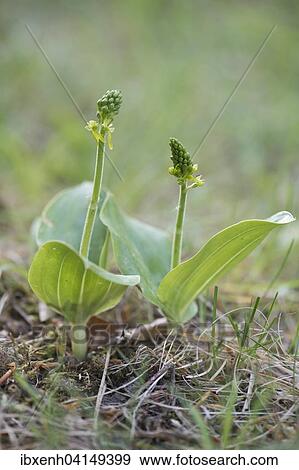 Stock Photo - Common Twayblade (Listera ovata), Rothenstein nature reserve, Thuringia, Germany, Europe. Fotosearch