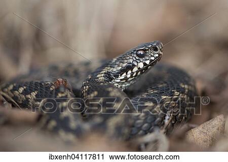Common Viper (Vipera berus), Emsland, Lower Saxony, Germany, Europe View Large Photo Image Stock Image - Common Viper (Vipera berus), Emsland, Lower Saxony, Germany, Europe. Fotosearch