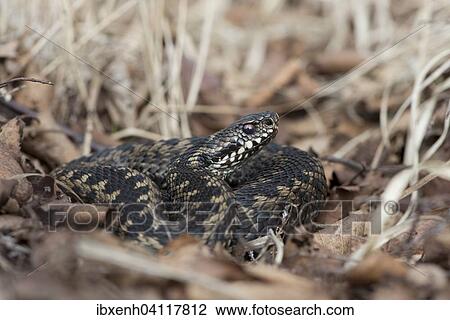 Common Viper (Vipera berus), Emsland, Lower Saxony, Germany, Europe View Large Photo Image Stock Image - Common Viper (Vipera berus), Emsland, Lower Saxony, Germany, Europe. Fotosearch
