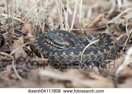Common Viper (Vipera berus), Emsland, Lower Saxony, Germany, Europe View Large Photo Image Stock Photo - Common Viper (Vipera berus), Emsland, Lower Saxony, Germany, Europe. Fotosearch