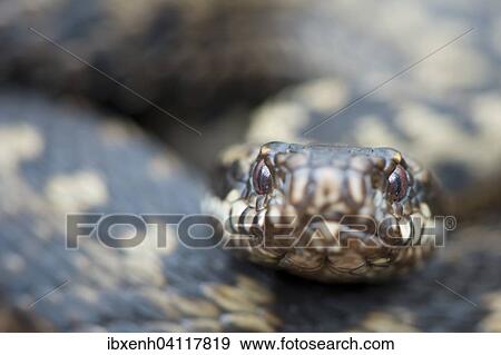 Stock Photo - Common Viper (Vipera berus), Emsland, Lower Saxony, Germany, Europe. Fotosearch