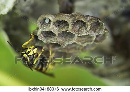 Common Wasp (Vespula vulgaris), brood comb with egg, Saxony-Anhalt, Germany, Europe View Large Photo Image Stock Photograph - Common Wasp (Vespula vulgaris), brood comb with egg, Saxony-Anhalt, Germany, Europe. Fotosearch