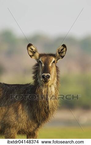 Common Waterbuck (Kobus ellipsiprymnus), cow, close-up, Chobe National Park, Botswana, Africa View Large Photo Image Picture - Common Waterbuck (Kobus ellipsiprymnus), cow, close-up, Chobe National Park, Botswana, Africa. Fotosearch