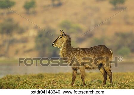 Common Waterbuck (Kobus ellipsiprymnus), cow on an island in the Chobe River, Chobe National Park, Botswana, Africa View Large Photo Image Stock Image - Common Waterbuck (Kobus ellipsiprymnus), cow on an island in the Chobe River, Chobe National Park, Botswana, Africa. Fotosearch