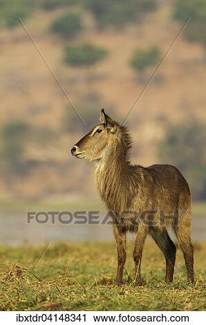 Stock Image - Common Waterbuck (Kobus ellipsiprymnus), cow on an island in the Chobe River, Chobe National Park, Botswana, Africa. Fotosearch